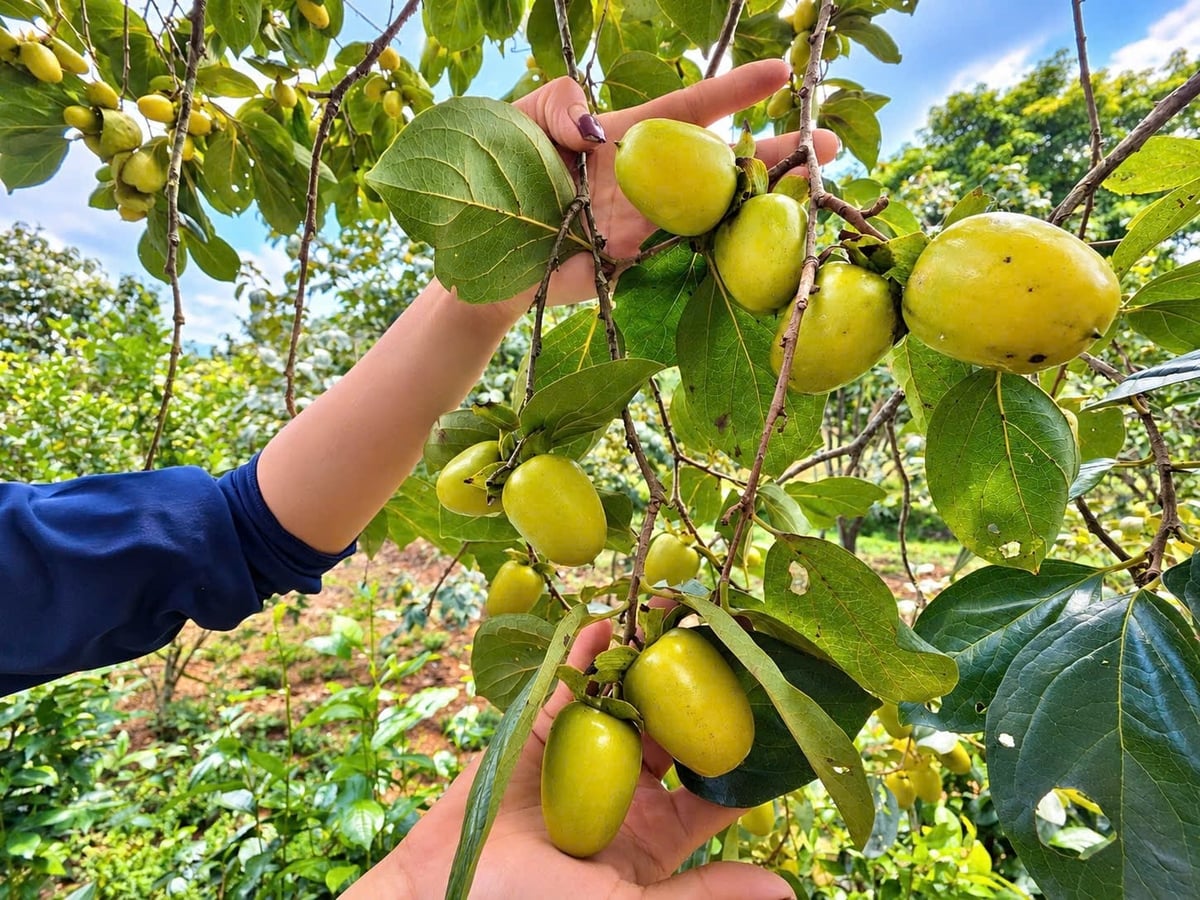 Hồng không hạt có đặc điểm vỏ mỏng, giòn, ngọt đậm. Ảnh: Quốc Toản. Hồng không hạt có đặc điểm vỏ mỏng, giòn, ngọt đậm. Ảnh: Quốc Toản.