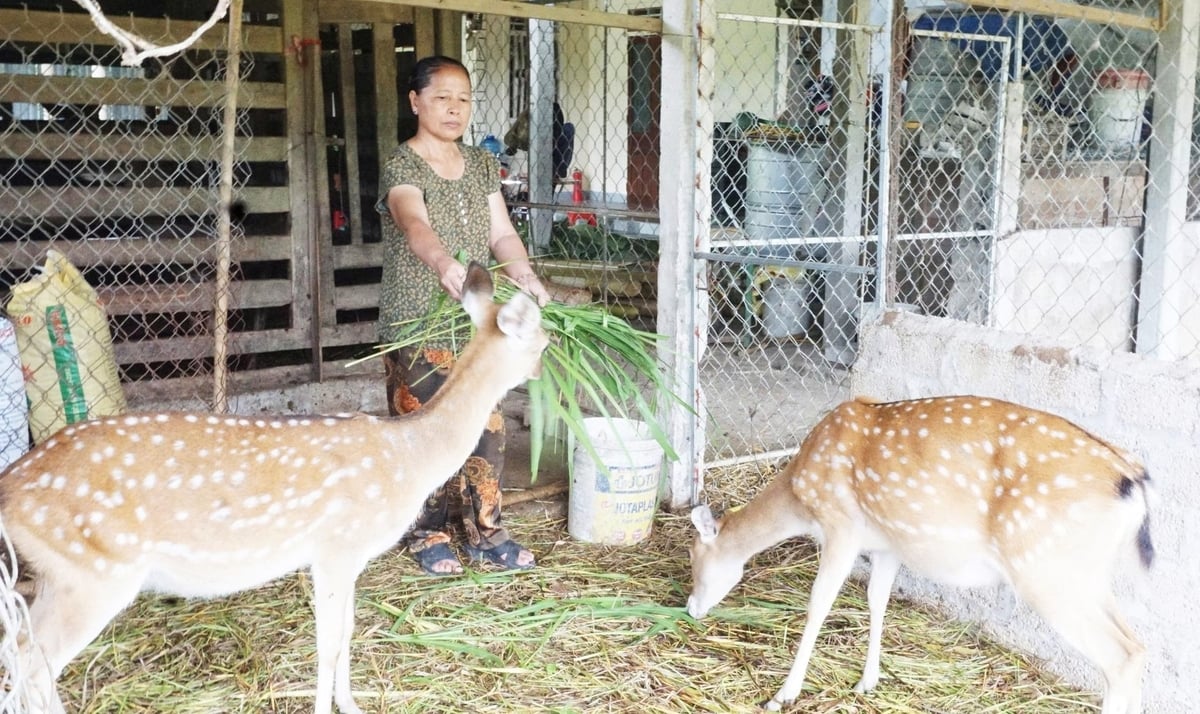 Bà Lê Thị Lan đã duy trì nghề nuôi hươu hơn 40 năm. Ảnh: Thanh Nga.