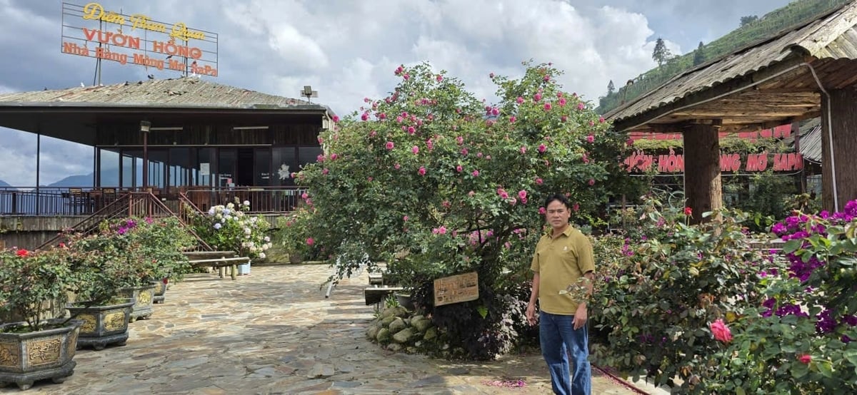 Hoa hồng cổ Sa Pa với sắc hồng đậm, hoa kép nhiều cánh và dáng cây bụi lâu năm. Ảnh: Mai Đan.