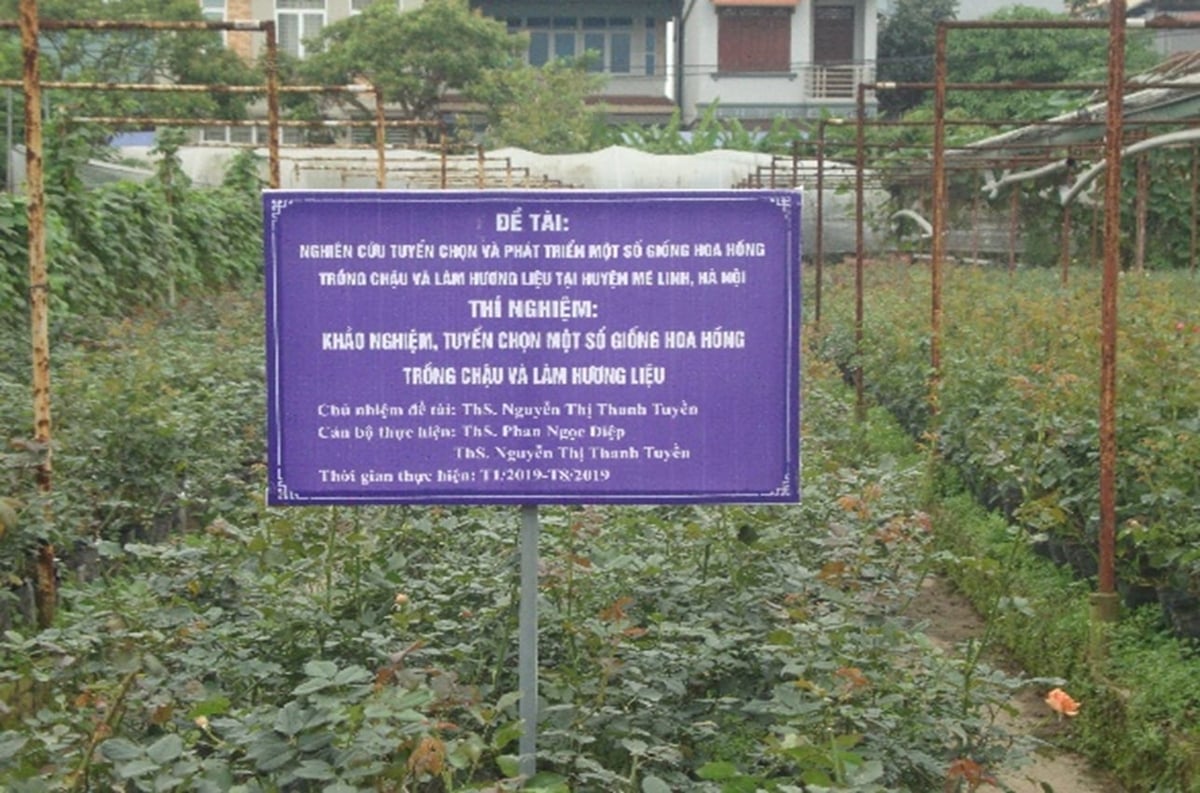 Hoạt động khảo nghiệm, tuyển chọn giống hoa hồng phục vụ nghiên cứu, sản xuất hoa chậu và hương liệu tại Mê Linh. Ảnh: NVCC.