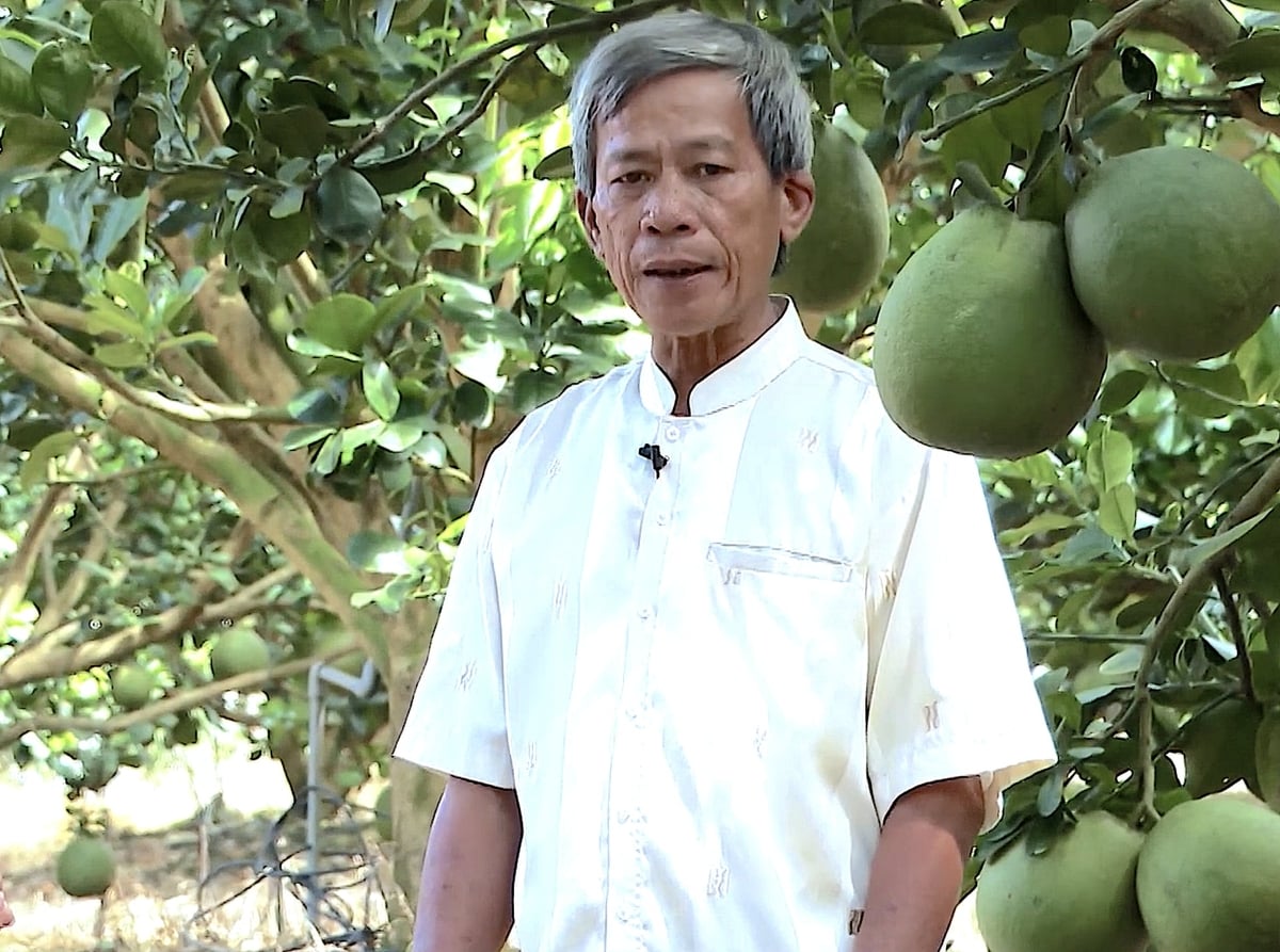 Ông Nguyễn Văn Hùng, chủ vườn bưởi da xanh đạt chuẩn GlobalGAP. Ảnh: Hồng Thủy. Ông Nguyễn Văn Hùng, chủ vườn bưởi da xanh đạt chuẩn GlobalGAP. Ảnh: Hồng Thủy.