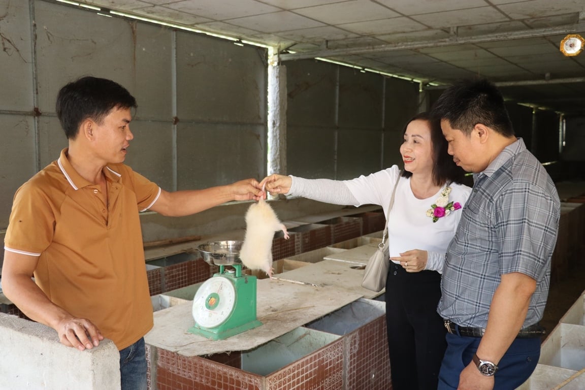 Nuôi dúi trở thành hướng phát triển kinh tế hiệu quả ở Phú Thuận. Ảnh: Lan Anh.