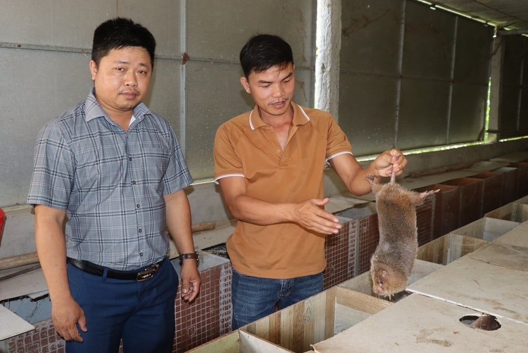 Mô hình nuôi dúi của anh Tô Văn Bình (phải) mang lại lợi nhuận cao nhờ tận dụng nguồn thức ăn sẵn có. Ảnh: Lan Anh.