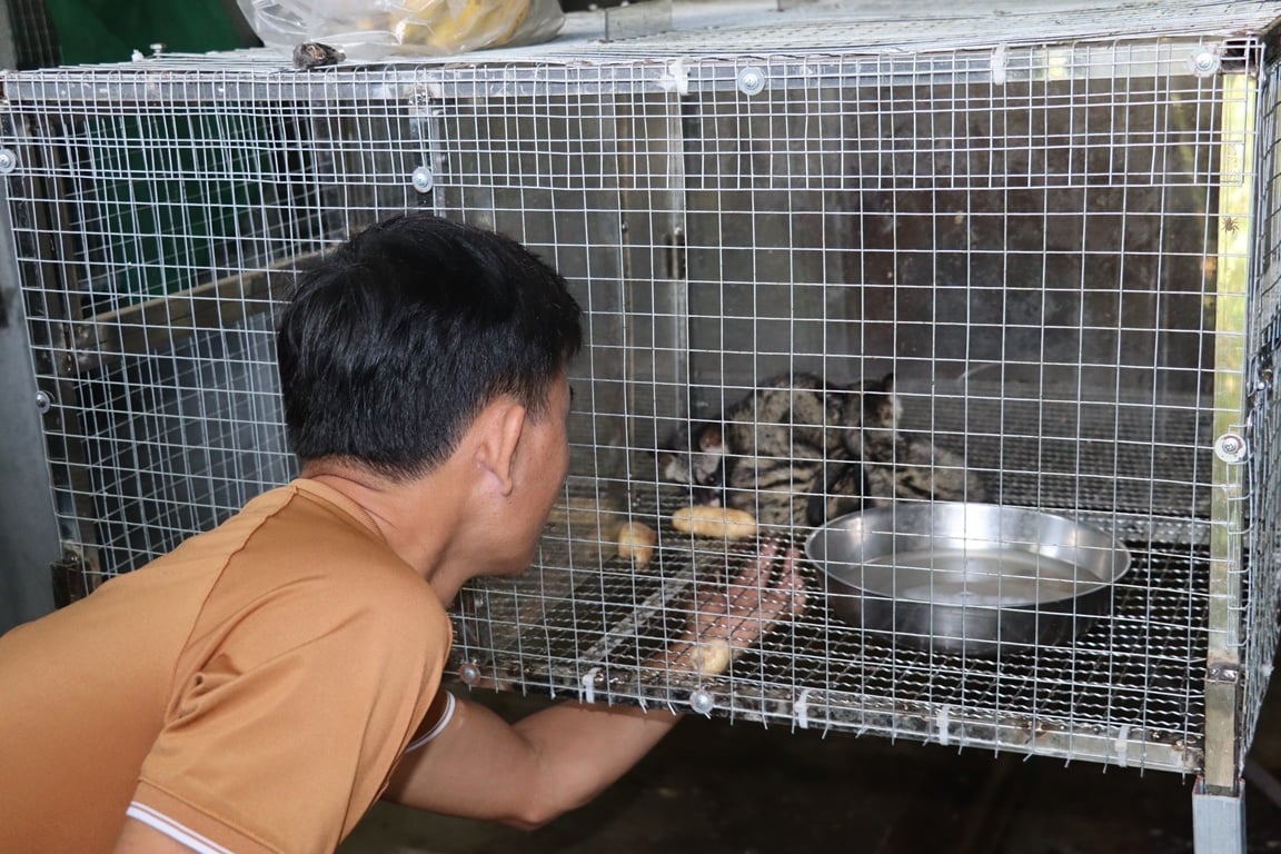 Ngoài nuôi dúi, anh Bình đang thử nghiệm nuôi chồn hương để mở rộng mô hình sản xuất. Ảnh: Lan Anh.