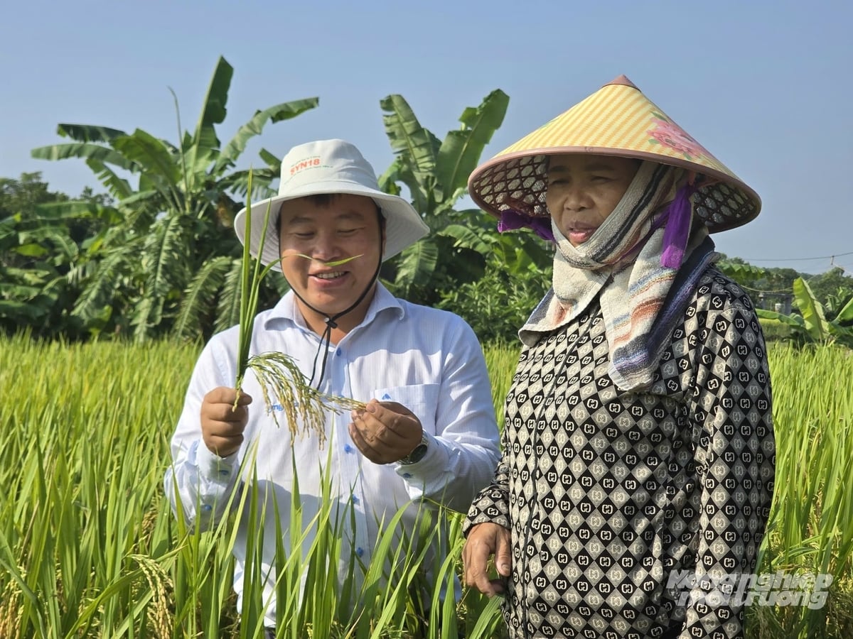 Bà Thưởng đánh giá giống lúa Syn 18 dễ chăm sóc, cho năng suất cao hơn một số giống lúa thuần khác. Ảnh: Cường Vũ. Bà Thưởng đánh giá giống lúa Syn 18 dễ chăm sóc, cho năng suất cao hơn một số giống lúa thuần khác. Ảnh: Cường Vũ.