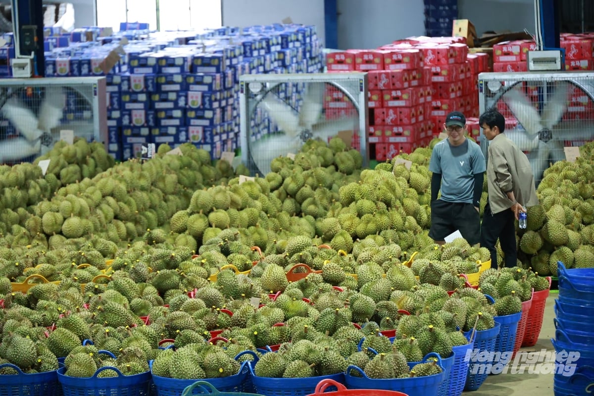 Tính đến ngày 18/9/2026, Lâm Đồng có 547 mã số cơ sở đóng gói đã cấp và đang trình phê duyệt. Ảnh: Nhật Tiến.