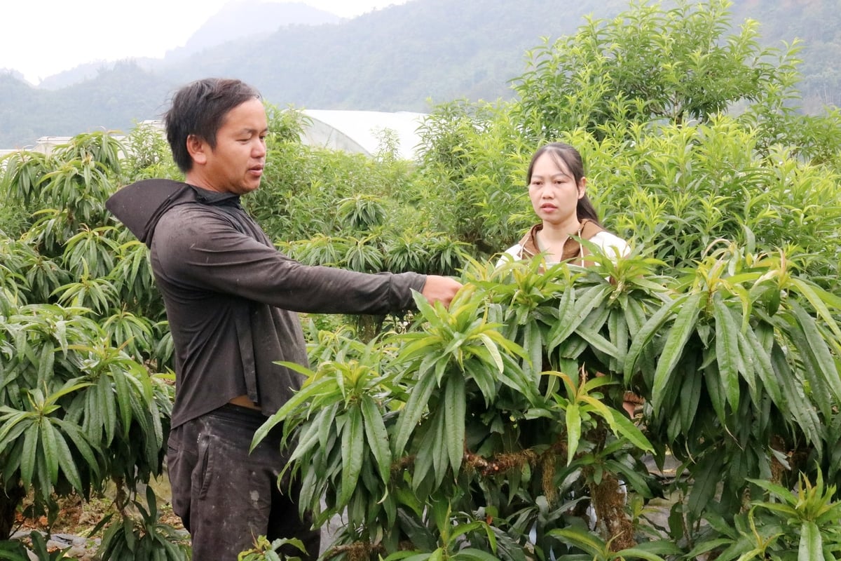Anh Sùng A Sày, thôn Xả Séng, xã Tả Phìn trao đổi với cán bộ khuyến nông xã về kỹ thuật trồng và chăm sóc đào cảnh. Ảnh: Bích Hợp.