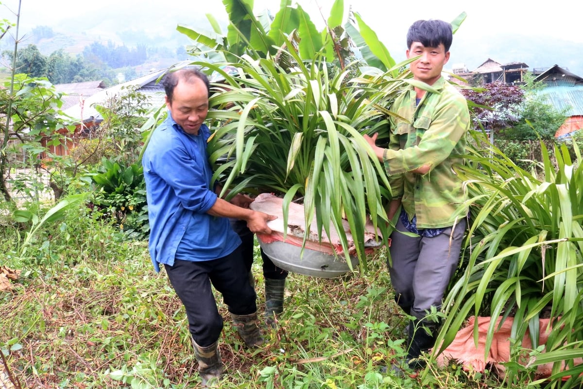 Địa Lan phù hợp với thổ nhưỡng và khí hậu Tả Phìn, cho hiệu quả kinh tế cao. Ảnh: Bích Hợp.