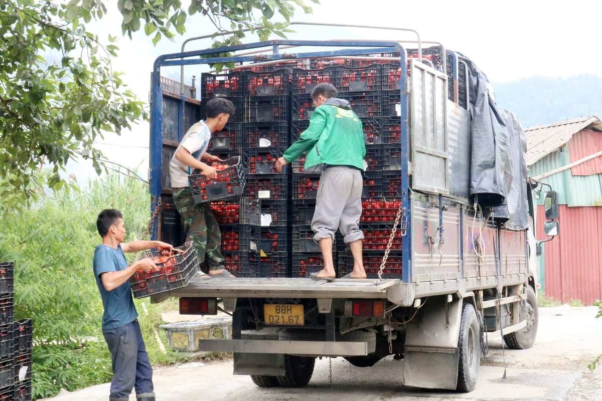 Thương lái đến tận vườn thu mua cà chua. Ảnh: Bích Hợp.