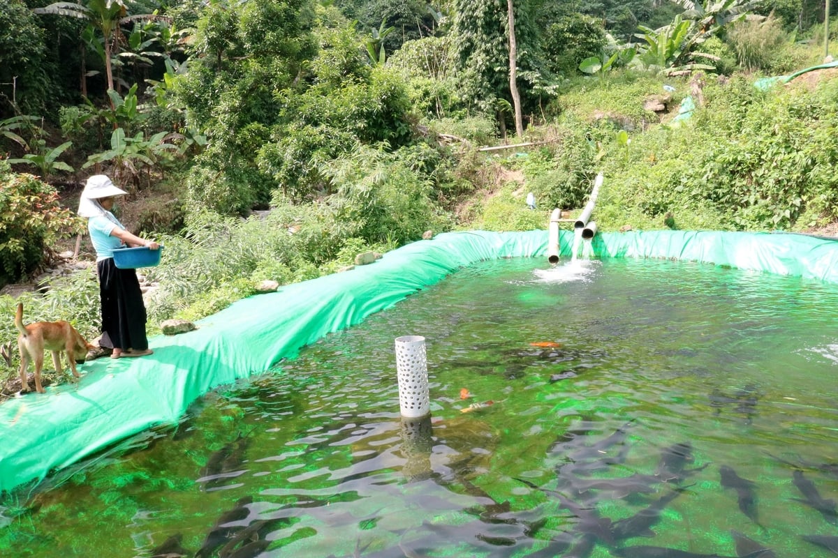 Bà Vàng Thị Chía, thôn Hỏm Trên, xã Nậm Chày đang chăm sóc những ao nuôi cá tầm của gia đình mình. Ảnh: Bích Hợp.