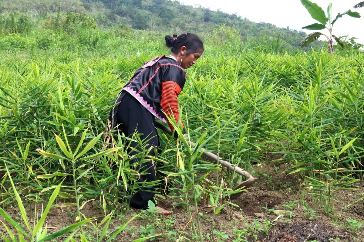 Người dân xã Nậm Chày mạnh dạn phát triển cây gừng. Ảnh: Bích Hợp. Người dân xã Nậm Chày mạnh dạn phát triển cây gừng. Ảnh: Bích Hợp.