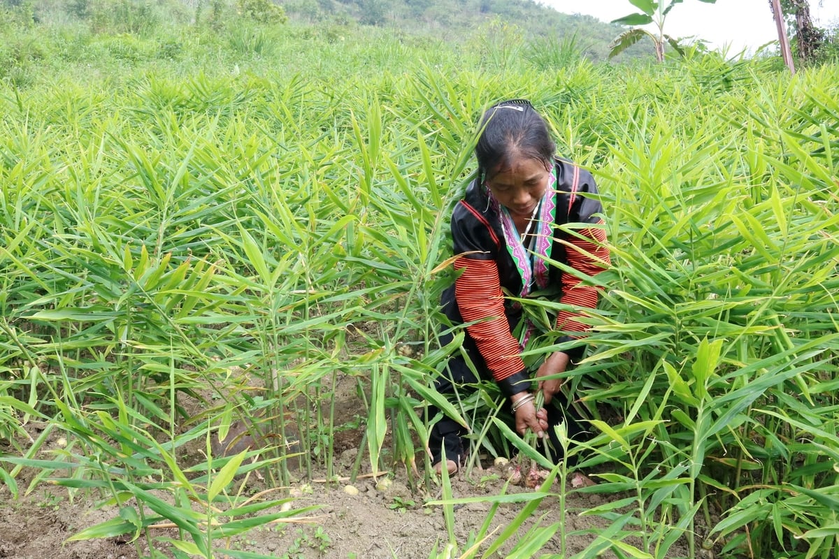 Cây gừng đang trở thành hướng chuyển đổi sản xuất được quan tâm tại Nậm Chày. Ảnh: Bích Hợp. Cây gừng đang trở thành hướng chuyển đổi sản xuất được quan tâm tại Nậm Chày. Ảnh: Bích Hợp.