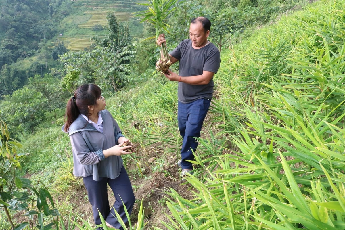 Cán bộ Hợp tác xã Dịch vụ nông nghiệp Nậm Chày và ông Chảo A Tú trao đổi cách trồng và chăm sóc cây gừng. Ảnh: Bích Hợp. Cán bộ Hợp tác xã Dịch vụ nông nghiệp Nậm Chày và ông Chảo A Tú trao đổi cách trồng và chăm sóc cây gừng. Ảnh: Bích Hợp.
