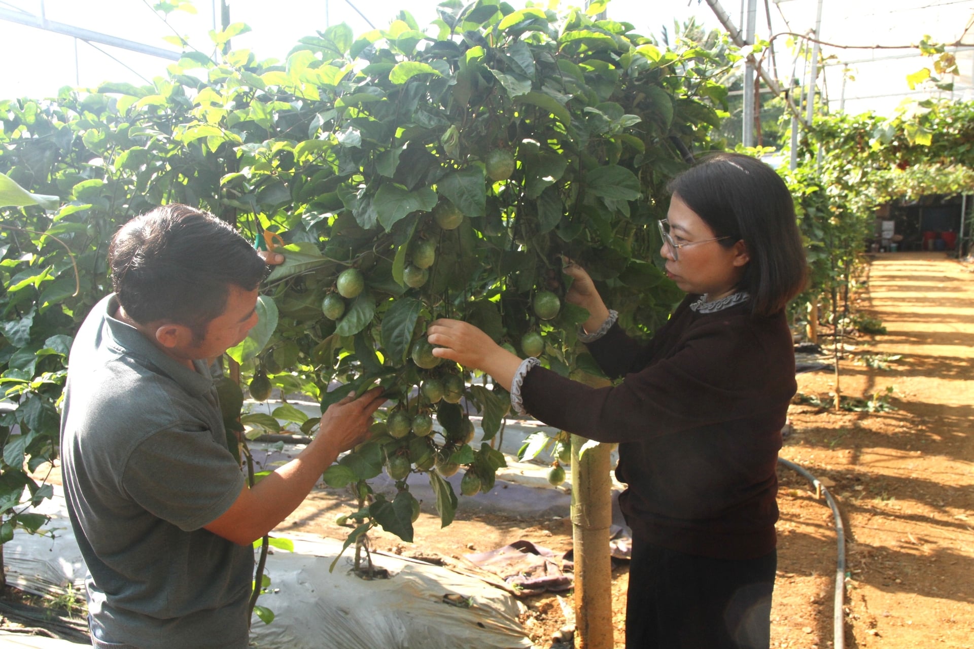 Ông Nguyễn Đình Tuấn - Giám đốc Hợp tác xã Đoàn Kết, xã Chiềng Mung giới thiệu giống chanh leo vàng hương ổi đang được trồng thử nghiệm tại Hợp tác xã. Ảnh: Nguyễn Nga.