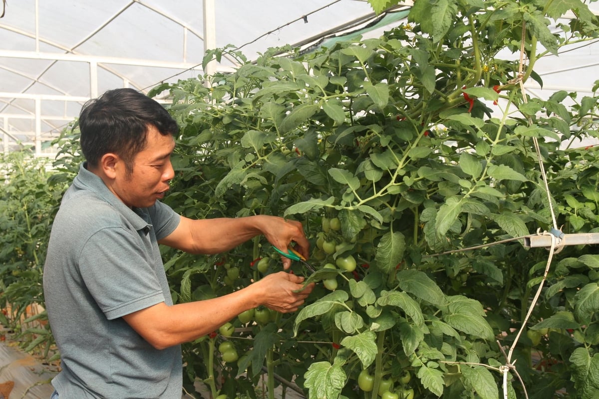 Ông Nguyễn Đình Tuấn kiểm tra tình hình sinh trưởng của cây cà chua trồng trong nhà màng. Ảnh: Nguyễn Nga.