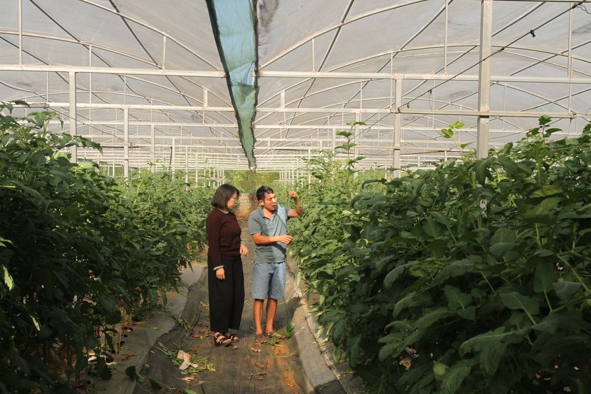 Khu nhà màng của Hợp tác xã Đoàn Kết được đầu tư hệ thống tưới nhỏ giọt, phủ màng nông nghiệp nhằm nâng cao hiệu quả sản xuất. Ảnh: Nguyễn Nga.