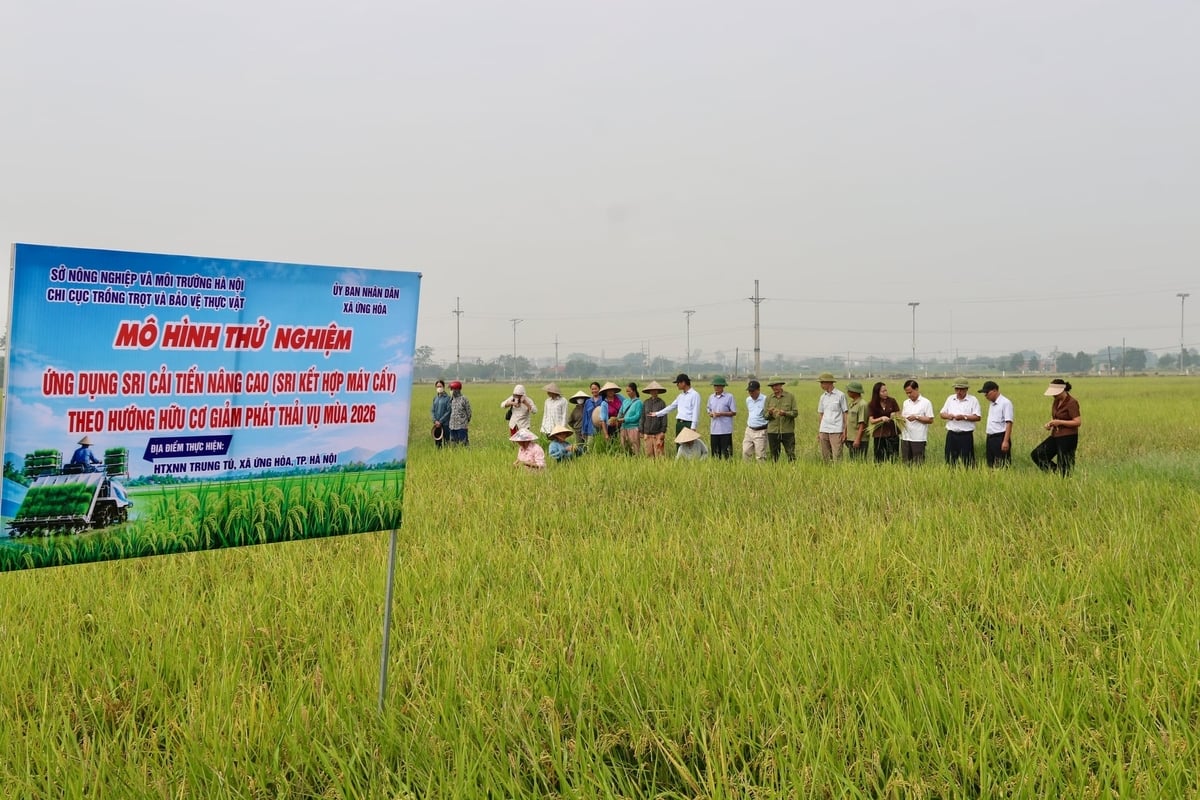 Mô hình thử nghiệm ứng dụng SRI cải tiến nâng cao (mô hình SRI kết hợp máy cấy) theo hướng hữu cơ giảm phát thải vụ mùa 2026 tại Trung Tú với tổng diện tích 50ha. Ảnh: Hoài Thơ. Mô hình thử nghiệm ứng dụng SRI cải tiến nâng cao (mô hình SRI kết hợp máy cấy) theo hướng hữu cơ giảm phát thải vụ mùa 2026 tại Trung Tú với tổng diện tích 50ha. Ảnh: Hoài Thơ.