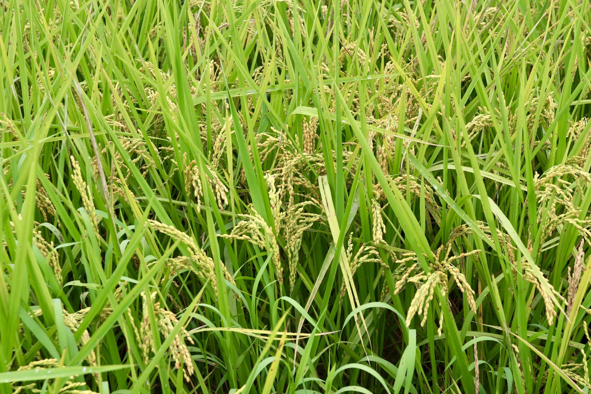 Mô hình sử dụng giống lúa Japo 18, kết hợp phương pháp SRI với cơ giới hóa trong các khâu sản xuất. Ảnh: Hoài Thơ. Mô hình sử dụng giống lúa Japo 18, kết hợp phương pháp SRI với cơ giới hóa trong các khâu sản xuất. Ảnh: Hoài Thơ.