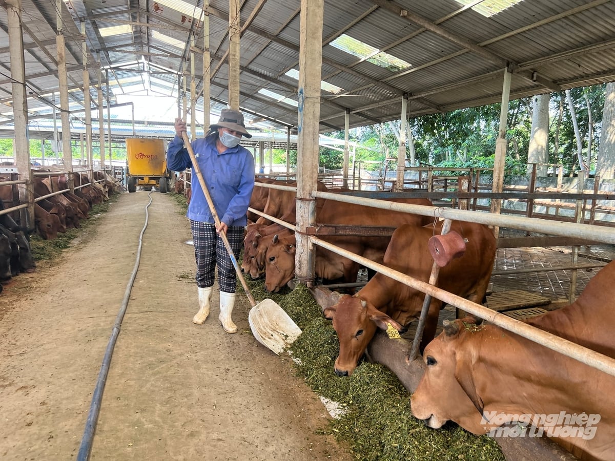 Theo ThS Lê Viết Bảo, trang trại nhỏ và vừa cần nâng chuẩn an toàn sinh học để lập vành đai phòng dịch từ xa. Ảnh: Nguyễn Thủy. Theo ThS Lê Viết Bảo, trang trại nhỏ và vừa cần nâng chuẩn an toàn sinh học để lập vành đai phòng dịch từ xa. Ảnh: Nguyễn Thủy.