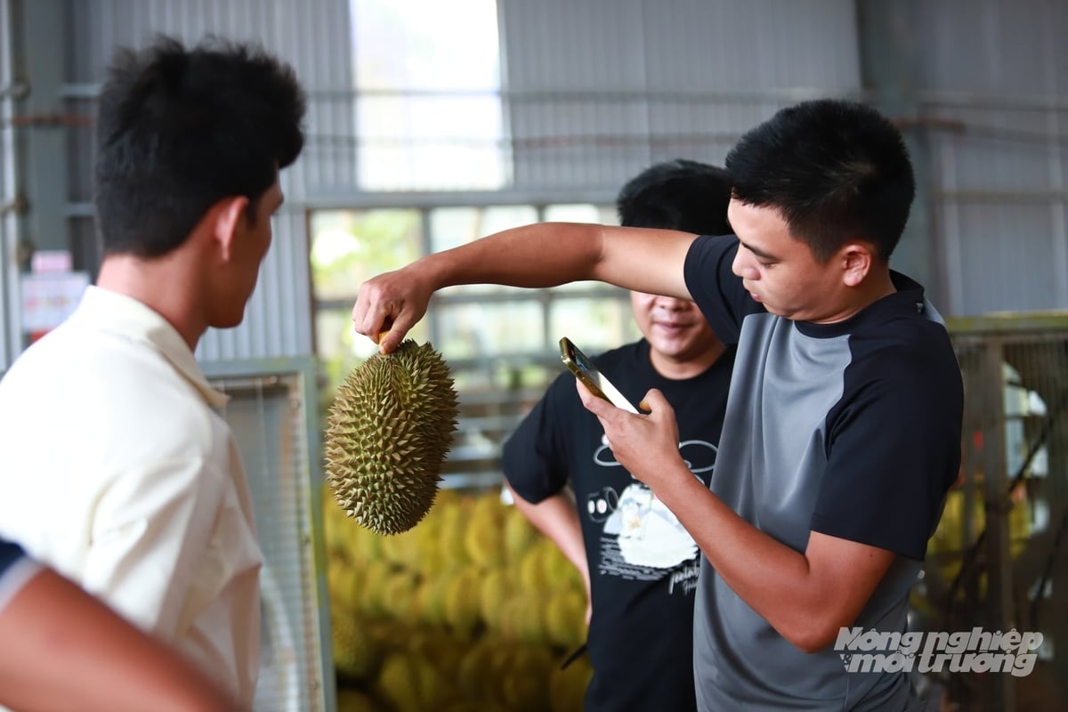 Cùng với chuẩn hóa mã số vùng trồng, Đắk Lắk sẽ siết quản lý mã số cơ sở đóng gói, nâng cao chất lượng sầu riêng. Ảnh: Tài Đại. Cùng với chuẩn hóa mã số vùng trồng, Đắk Lắk sẽ siết quản lý mã số cơ sở đóng gói, nâng cao chất lượng sầu riêng. Ảnh: Tài Đại.