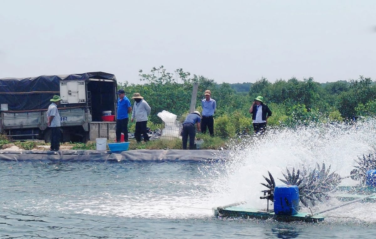Mô hình nuôi tôm sú ở tổ dân phố Điền Hương đang cho hiệu quả kinh tế cao. Ảnh: Văn Dinh.