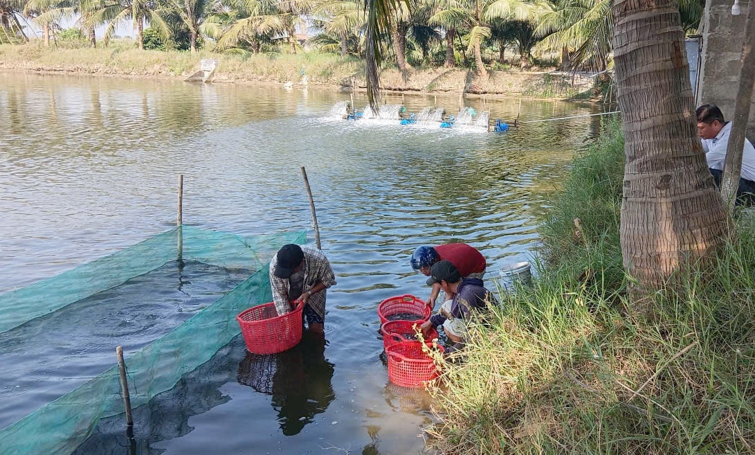 Thả giống cá nâu thương phẩm trong mô hình gắn với liên kết tiêu thụ sản phẩm tại Huế. Ảnh: Văn Dinh.