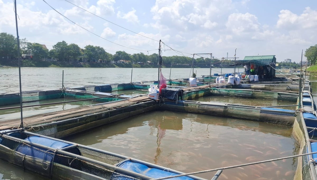 Nhiều hộ khấm khá nhờ nuôi cá lồng trên sông Bồ. Ảnh: Văn Dinh.