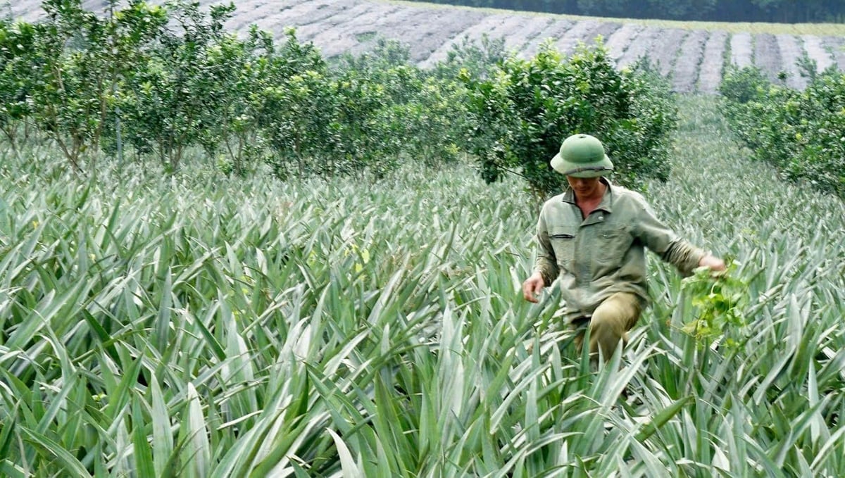Anh Lực sử dụng giải pháp dinh dưỡng của Tiến Nông giúp tiết kiệm chi phí sản xuất. Ảnh: Quốc Toản. Anh Lực sử dụng giải pháp dinh dưỡng của Tiến Nông giúp tiết kiệm chi phí sản xuất. Ảnh: Quốc Toản.