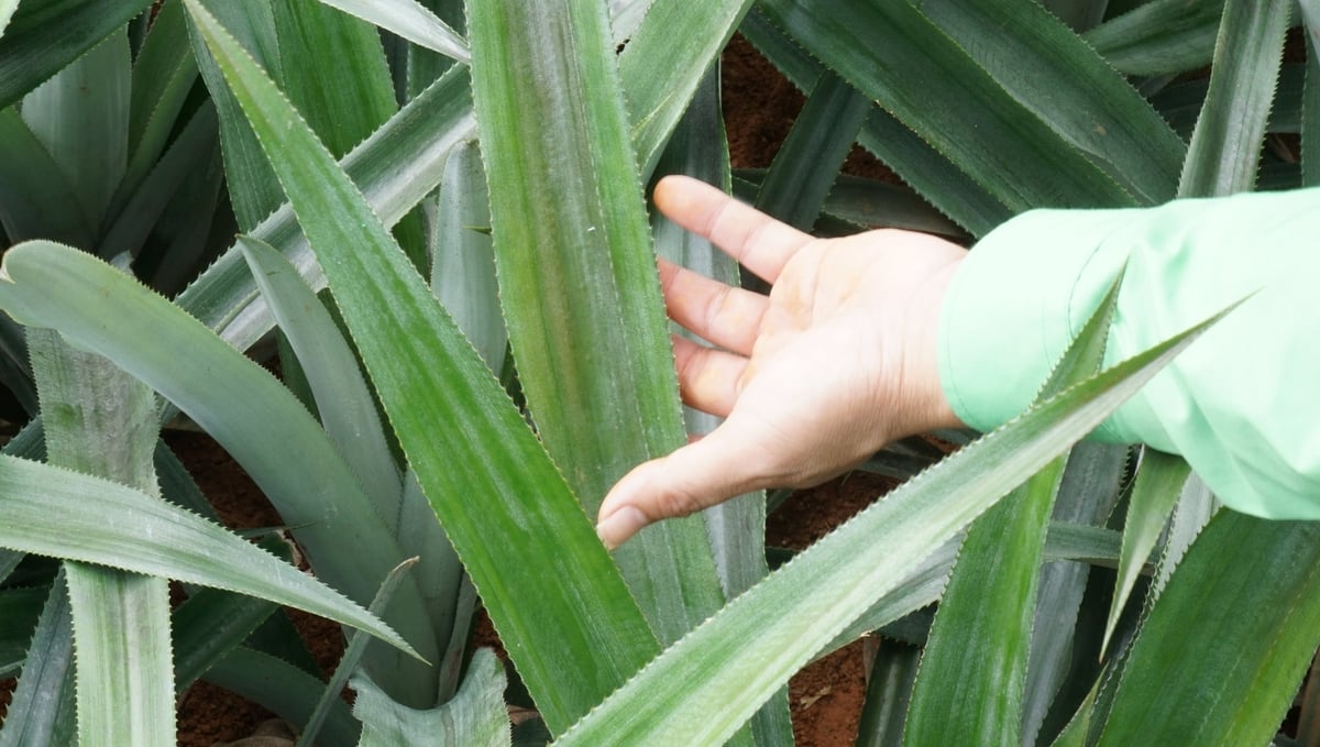 Cây dứa được bón phân theo giai đoạn, đảm bảo dinh dưỡng và phát triển tốt. Ảnh: Quốc Toản. Cây dứa được bón phân theo giai đoạn, đảm bảo dinh dưỡng và phát triển tốt. Ảnh: Quốc Toản.