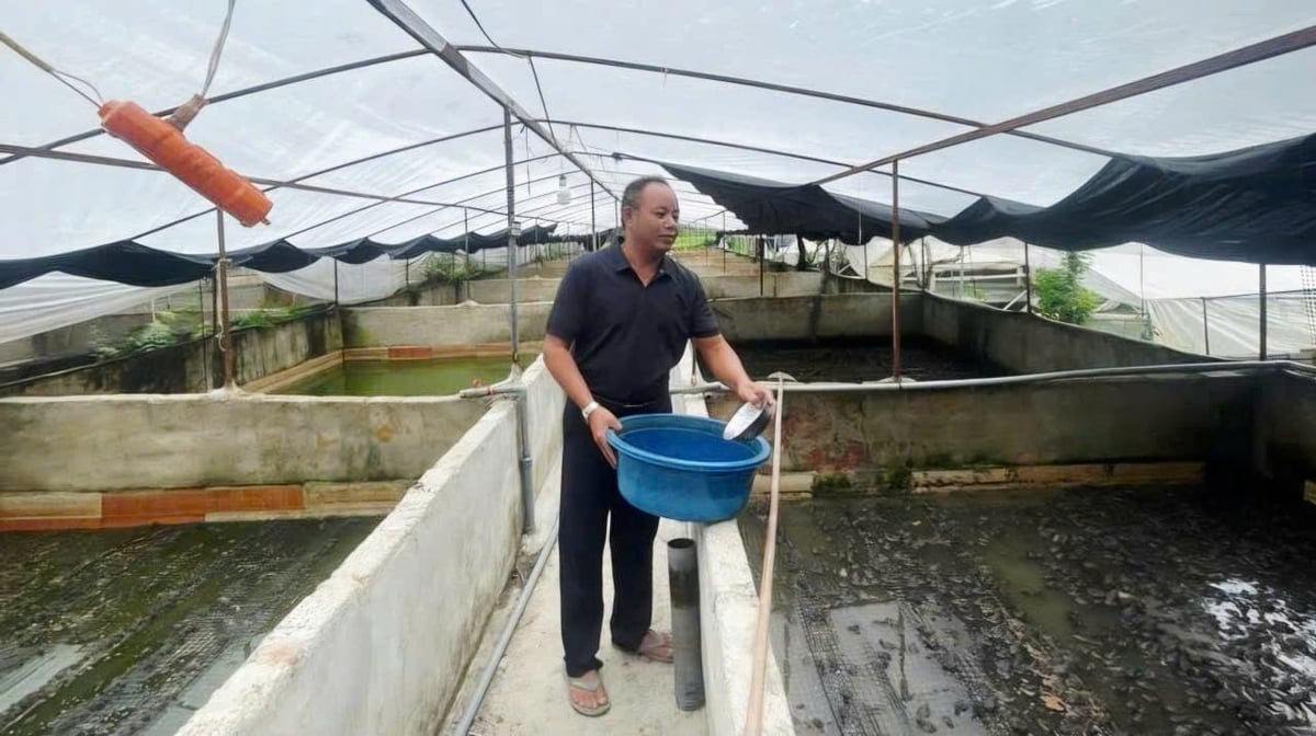 Nuôi ếch mang lại thu nhập cao cho gia đình ông Phượng. Ảnh: Quốc Toản.