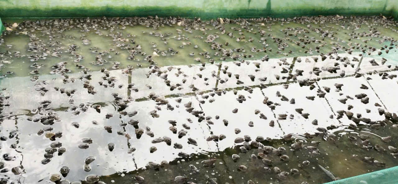 Tùy điều kiện thời tiết, người nuôi cần điều chỉnh mật độ thả ếch phù hợp để đàn sinh trưởng tốt. Ảnh: Quốc Toản.