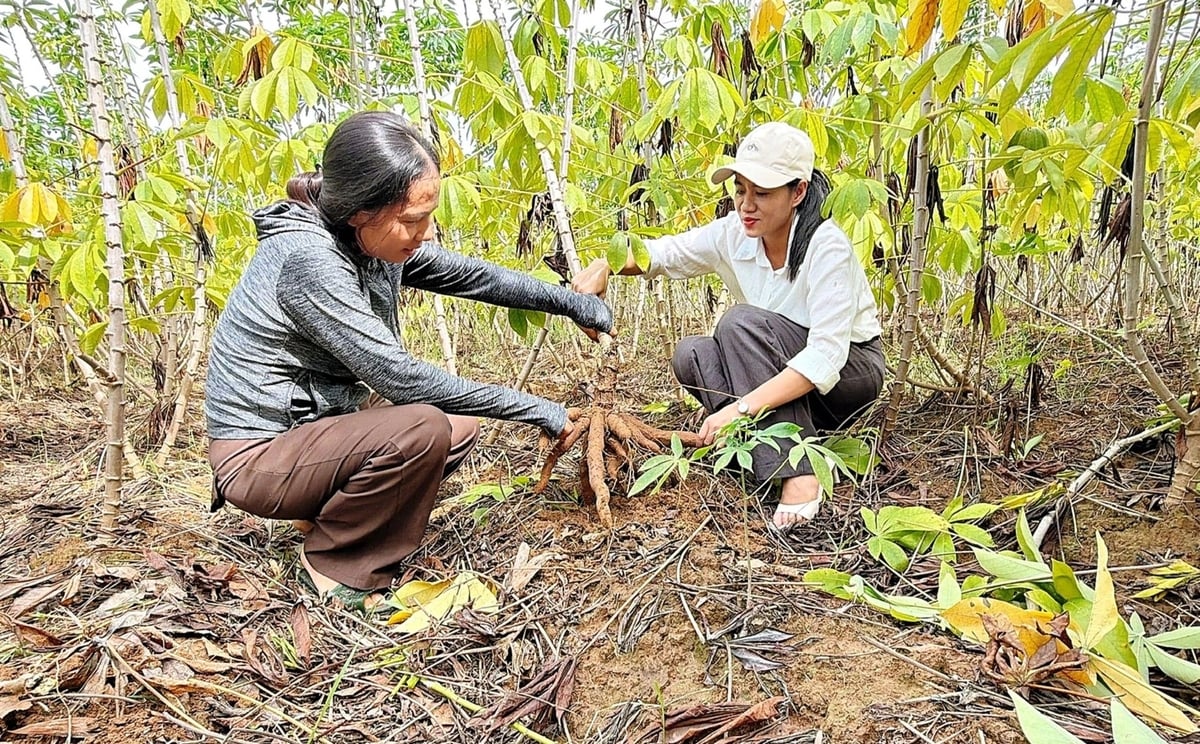 Giống sắn HN1 sinh trưởng khá tốt, chưa ghi nhận triệu chứng bệnh khảm lá. Ảnh: Lan Anh. Giống sắn HN1 sinh trưởng khá tốt, chưa ghi nhận triệu chứng bệnh khảm lá. Ảnh: Lan Anh.
