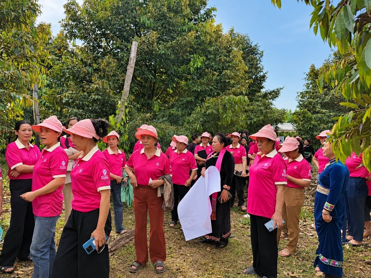 Hơn 100 nữ nông gia đến từ các xã Nam Dong, Cư Jút và Đắk Wil tham quan vườn sầu riêng trong khuôn khổ hội thảo về canh tác bền vững. Ảnh: Nhật Tiến. Hơn 100 nữ nông gia đến từ các xã Nam Dong, Cư Jút và Đắk Wil tham quan vườn sầu riêng trong khuôn khổ hội thảo về canh tác bền vững. Ảnh: Nhật Tiến.