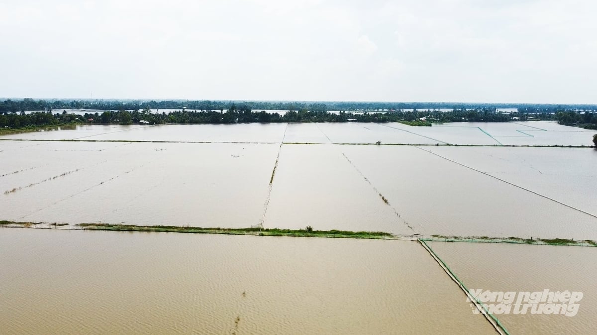 Toàn xã Phụng Hiệp hiện có 1.039,5 ha nuôi cá ruộng trong mùa nước nổi, góp phần đa dạng hóa sinh kế cho người dân. Ảnh: Văn Vũ.