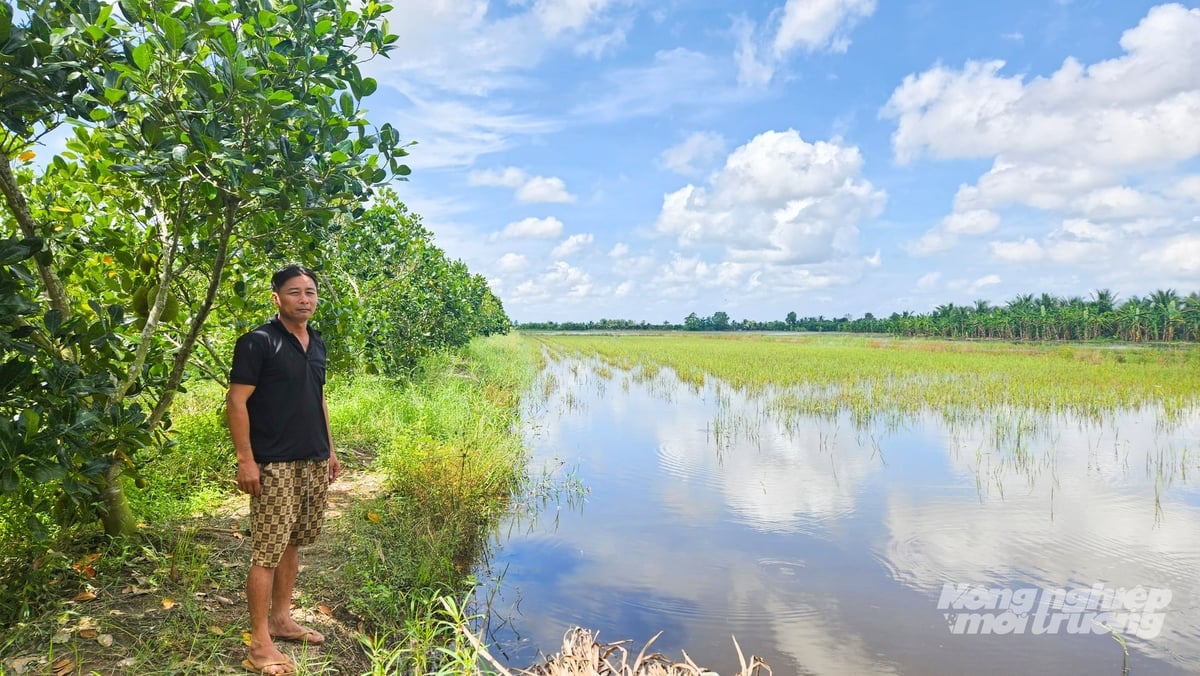 Ông Trần Văn Zen tận dụng 2 ha ruộng trong mùa nước nổi để nuôi cá, tạo thêm thu nhập trang trải chi phí sản xuất vụ lúa đông xuân. Ảnh: Văn Vũ.