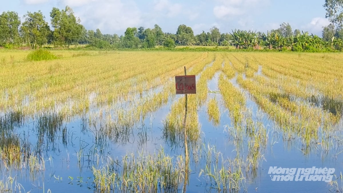 Mô hình nuôi cá ruộng mùa nước nổi giúp nông dân tận dụng thức ăn tự nhiên. Ảnh: Văn Vũ.
