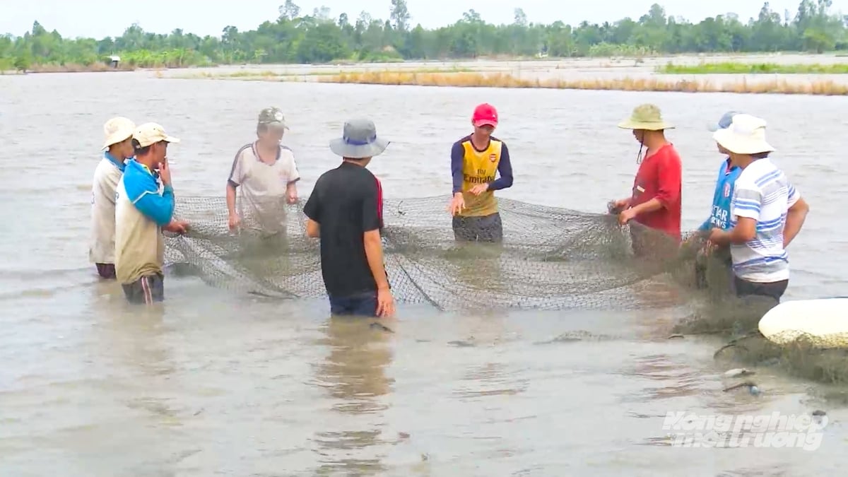 Người dân xã Phụng Hiệp thu hoạch cá trên ruộng vào cuối mùa nước nổi. Ảnh: Văn Vũ.