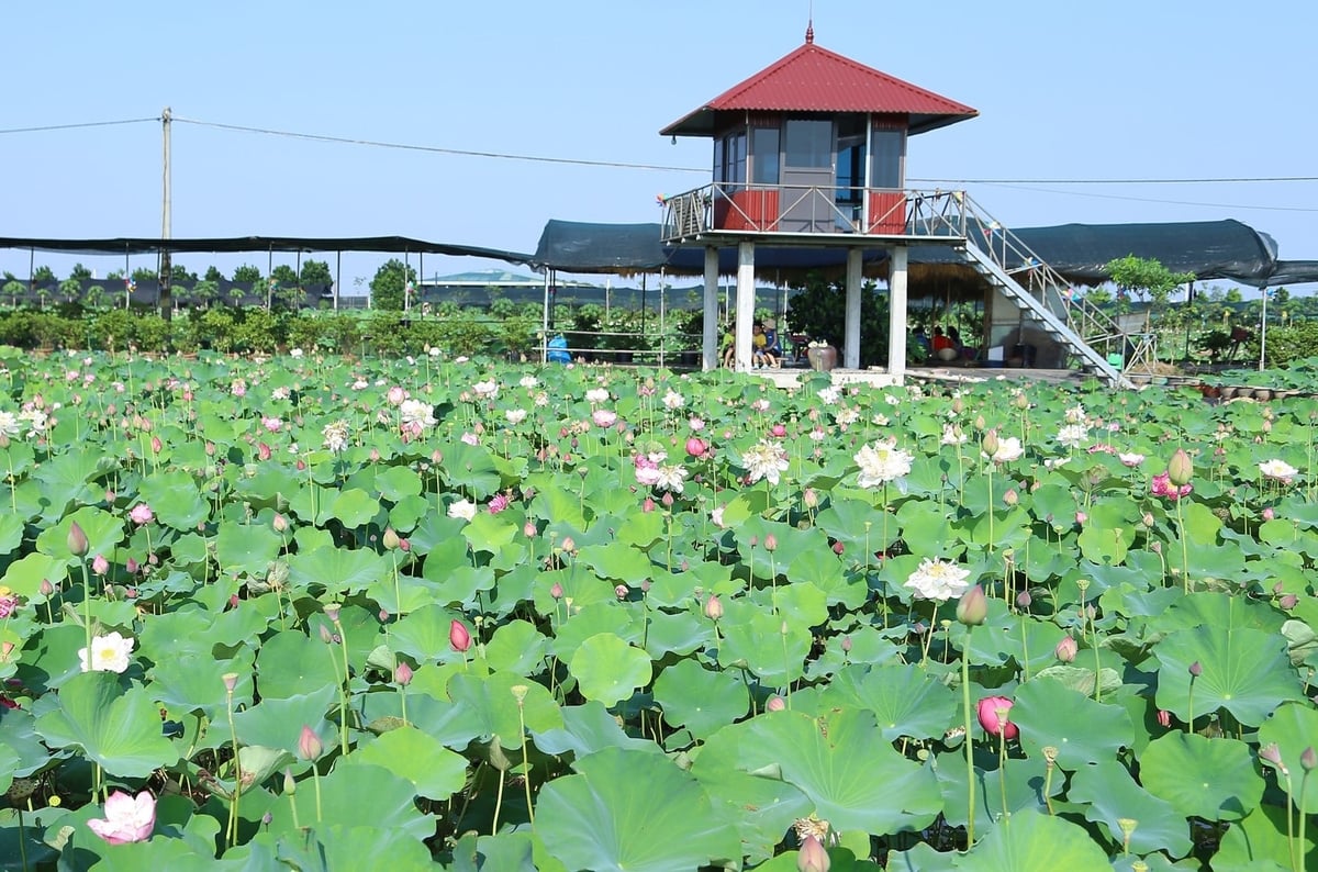 Mô hình trồng giống sen mới ở Hưng Yên. Ảnh: Mai Đan.