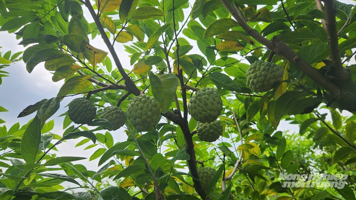 Hiện diện tích trồng na bở tại phường Bình Khê đạt khoảng 65 ha. Ảnh: Nguyễn Thành.