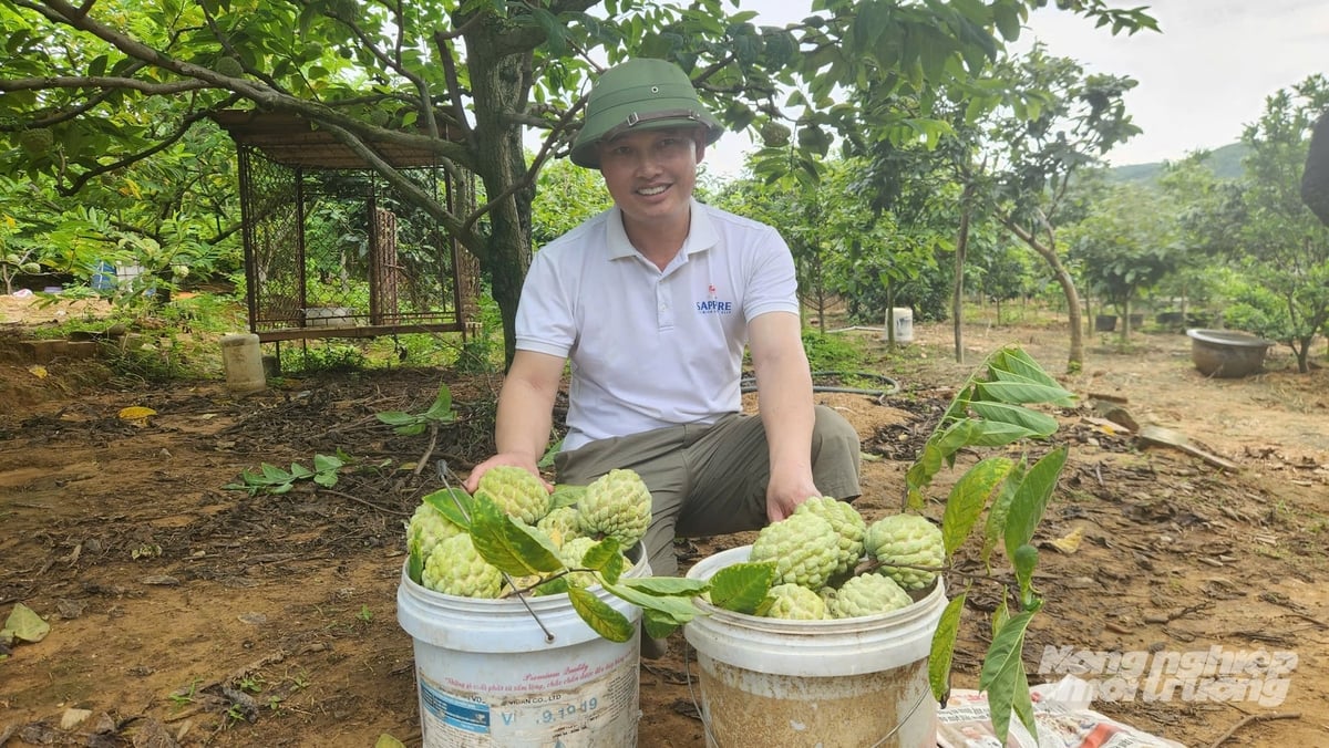 Anh Phạm Văn Cường hiện trồng 7.000m2 na bở, mỗi năm thu 5 tấn quả. Ảnh: Nguyễn Thành.