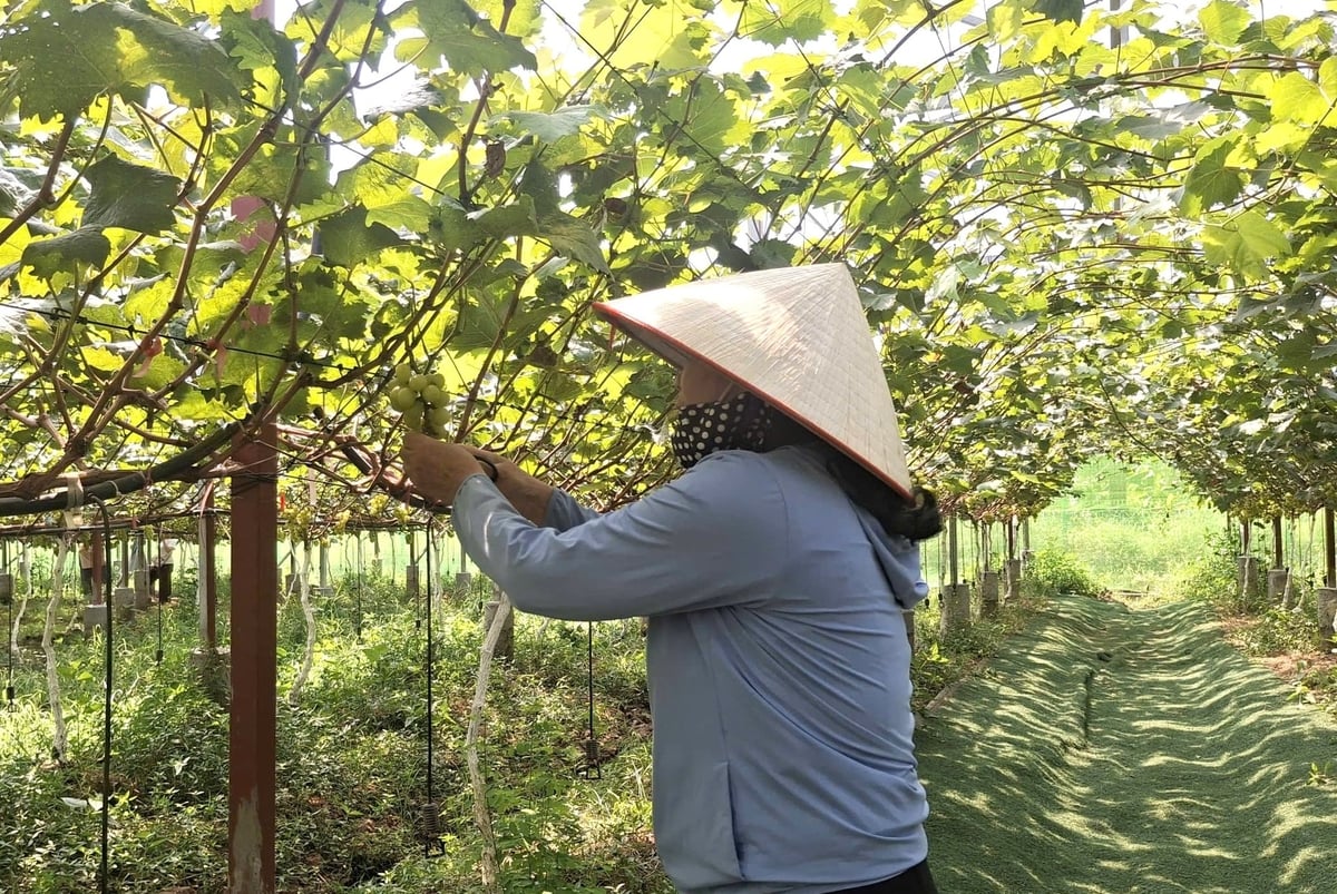 Vườn nho gắn với du lịch trải nghiệm của chị Cao Thị Kim Cúc tại xã Vĩnh Thuận, TP Hải Phòng. Ảnh: Đinh Mười.