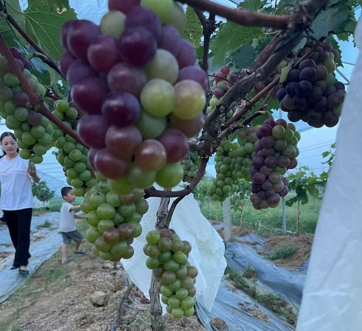 Trang trại nho của anh Tuấn hiện hợp tác tiêu thụ với các thương hiệu lớn. Ảnh: Thu Thủy. Trang trại nho của anh Tuấn hiện hợp tác tiêu thụ với các thương hiệu lớn. Ảnh: Thu Thủy.