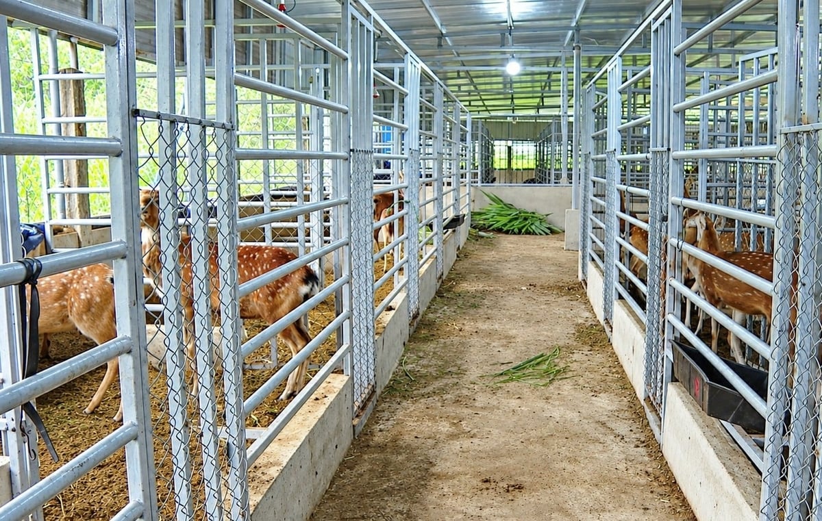 Xã Phước Chánh hiện có khoảng 20 hộ nuôi hươu lấy nhung, được hỗ trợ con giống và xây dựng chuồng trại từ nguồn vốn chương trình mục tiêu quốc gia. Ảnh: Mai Quang.