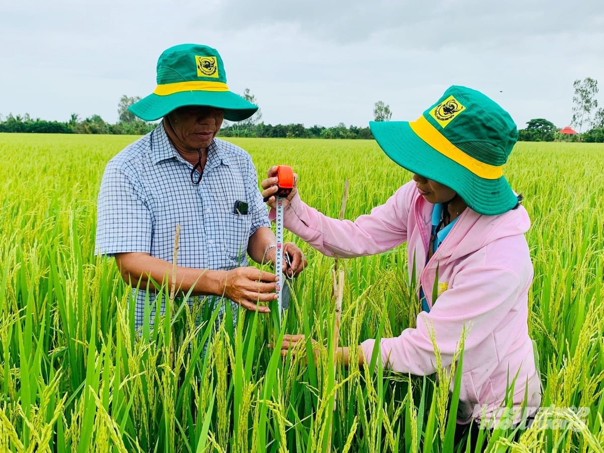 Đề án 1 triệu ha lúa đang gặt hái những kết quả hết sức tích cực tại ĐBSCL. Ảnh: Trung Chánh. Đề án 1 triệu ha lúa đang gặt hái những kết quả hết sức tích cực tại ĐBSCL. Ảnh: Trung Chánh.