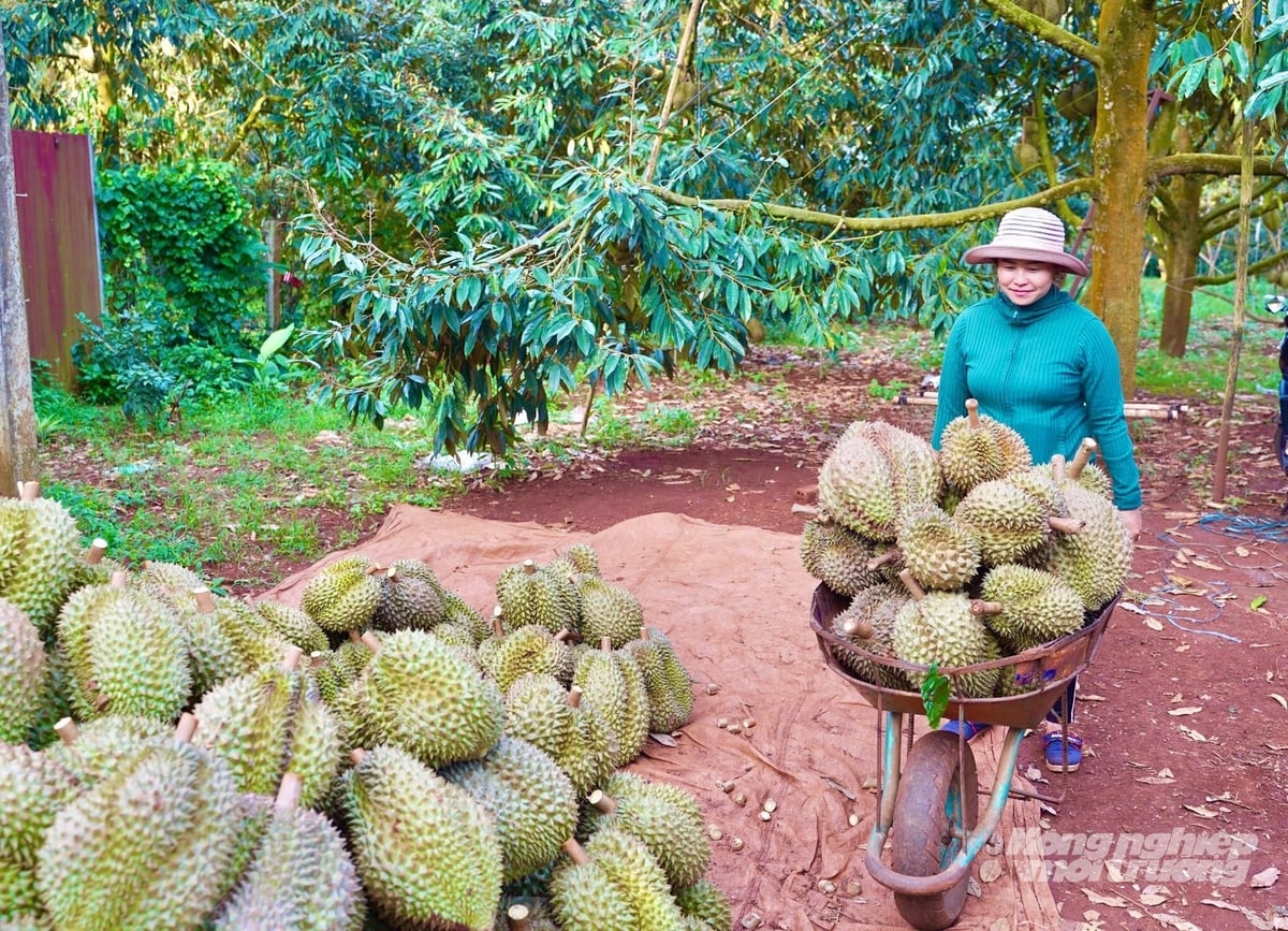 Ngành nông nghiệp sẽ cùng người dân nâng chất lượng sầu riêng tận vườn. Ảnh: Tài Đại. Ngành nông nghiệp sẽ cùng người dân nâng chất lượng sầu riêng tận vườn. Ảnh: Tài Đại.