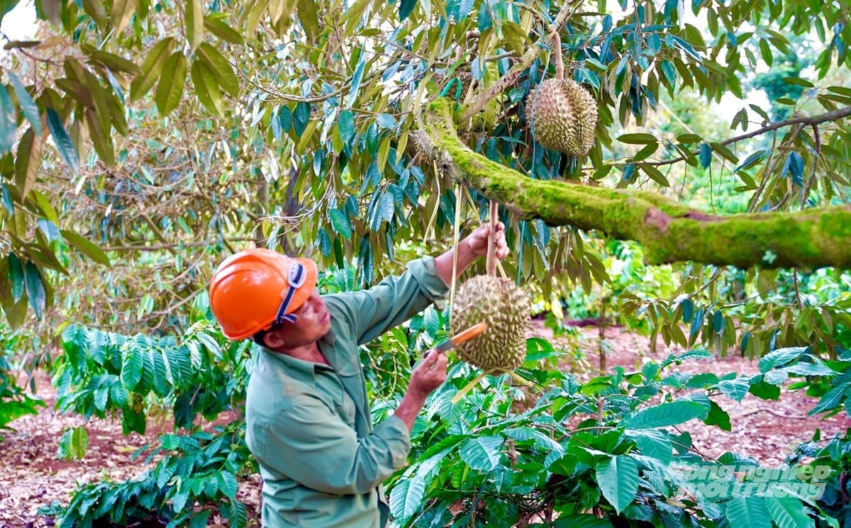 Cán bộ khuyến nông, ngành trồng trọt sẽ xuống tận vườn hướng dẫn nông dân chuẩn hóa mã số vùng trồng sầu riêng. Ảnh: Tài Đại. Cán bộ khuyến nông, ngành trồng trọt sẽ xuống tận vườn hướng dẫn nông dân chuẩn hóa mã số vùng trồng sầu riêng. Ảnh: Tài Đại.