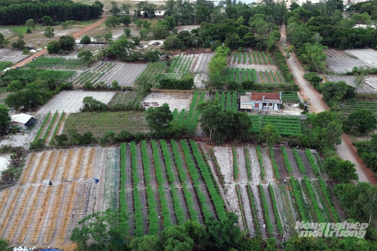 Người dân xã Mỹ Thủy biến những triền cát bỏng rát thành vườn mướp đắng trái vụ cho thu nhập 200 triệu đồng/ha/vụ. Ảnh: Võ Dũng. Người dân xã Mỹ Thủy biến những triền cát bỏng rát thành vườn mướp đắng trái vụ cho thu nhập 200 triệu đồng/ha/vụ. Ảnh: Võ Dũng.
