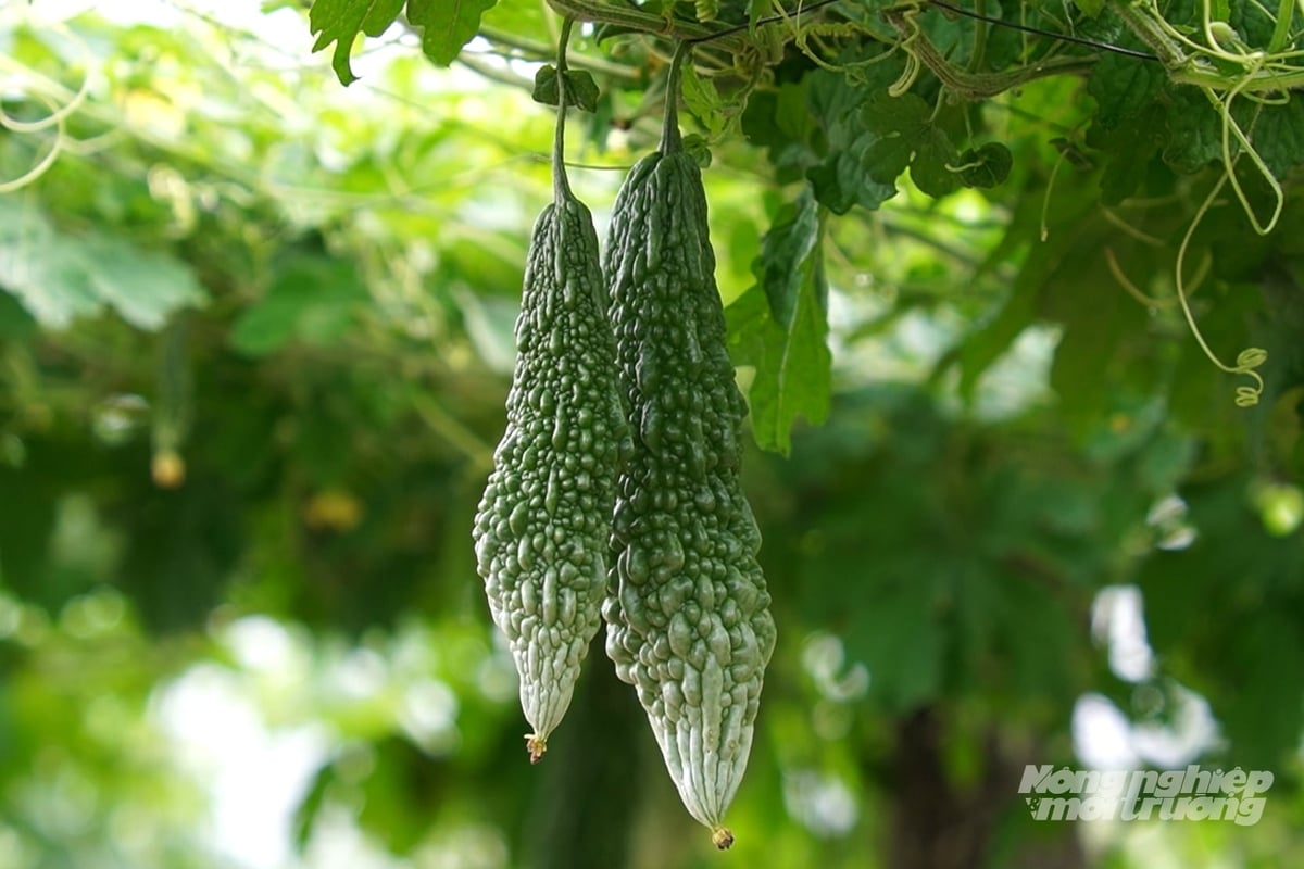 Mướp đắng trái vụ trồng theo hướng thuận tự nhiên mở hướng phát triển kinh tế bền vững cho nông dân Mỹ Thủy. Ảnh: Võ Dũng. Mướp đắng trái vụ trồng theo hướng thuận tự nhiên mở hướng phát triển kinh tế bền vững cho nông dân Mỹ Thủy. Ảnh: Võ Dũng.
