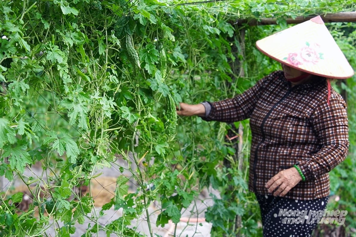 Nông dân Mỹ Thủy biến những triền đất cát bỏng rát thành vùng mướp đắng trái vụ xanh mướt. Ảnh: Võ Dũng. Nông dân Mỹ Thủy biến những triền đất cát bỏng rát thành vùng mướp đắng trái vụ xanh mướt. Ảnh: Võ Dũng.