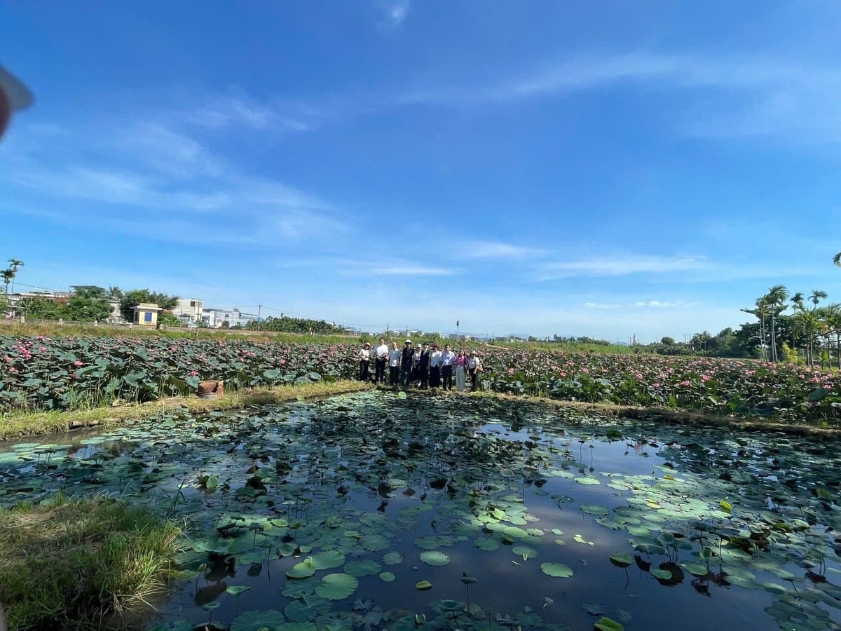 Đầm sen Oga Nhật Bản của anh Mai Chí Công tại thôn Nông Sơn 1, xã Điện Bàn Tây. Ảnh: Hồng Phước.